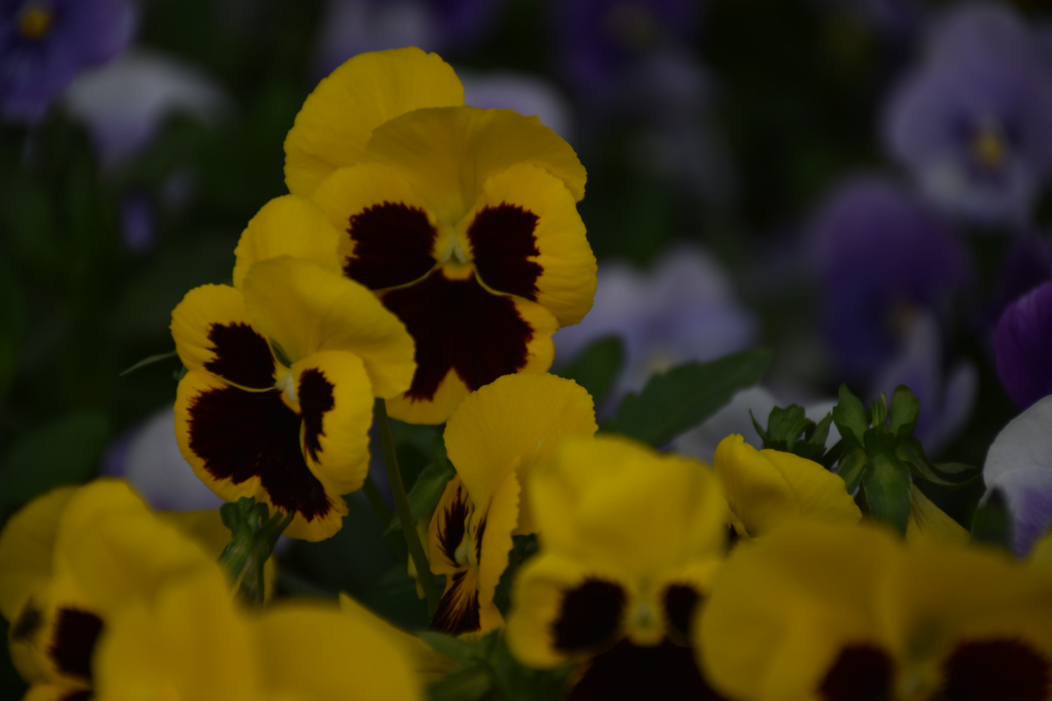 Nikon D3400 sample photo. Violet ... photography