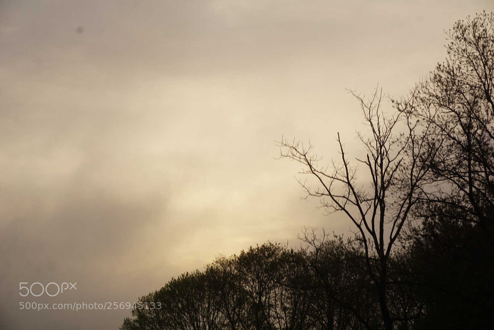 Sony a6000 sample photo. Look up! photography