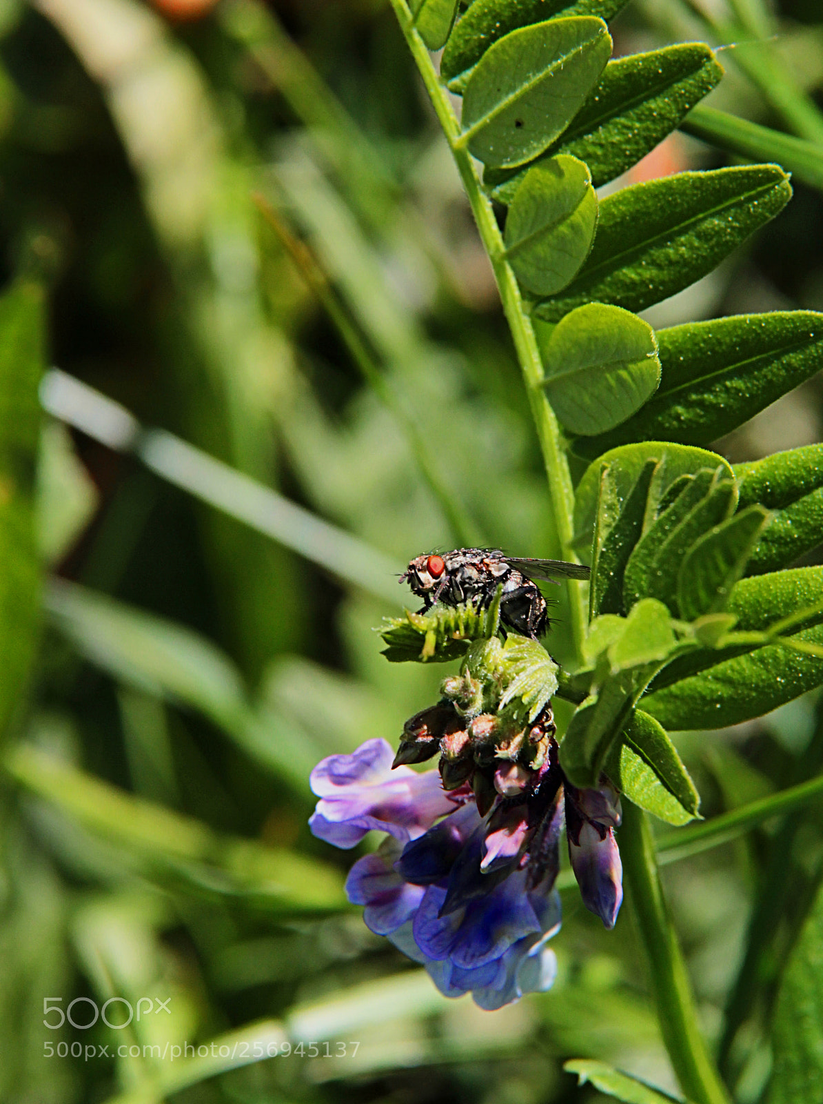 Canon EOS 600D (Rebel EOS T3i / EOS Kiss X5) sample photo. Mcfly photography