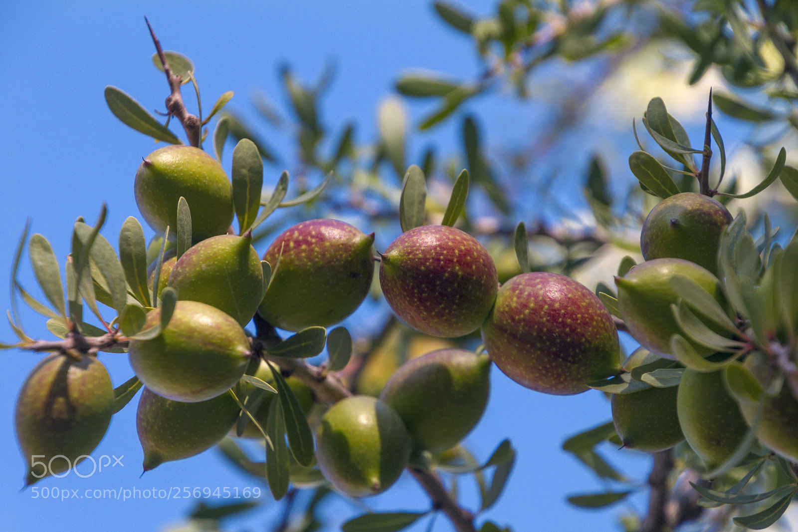 Canon EOS 7D sample photo. 2018-3880.jpg photography