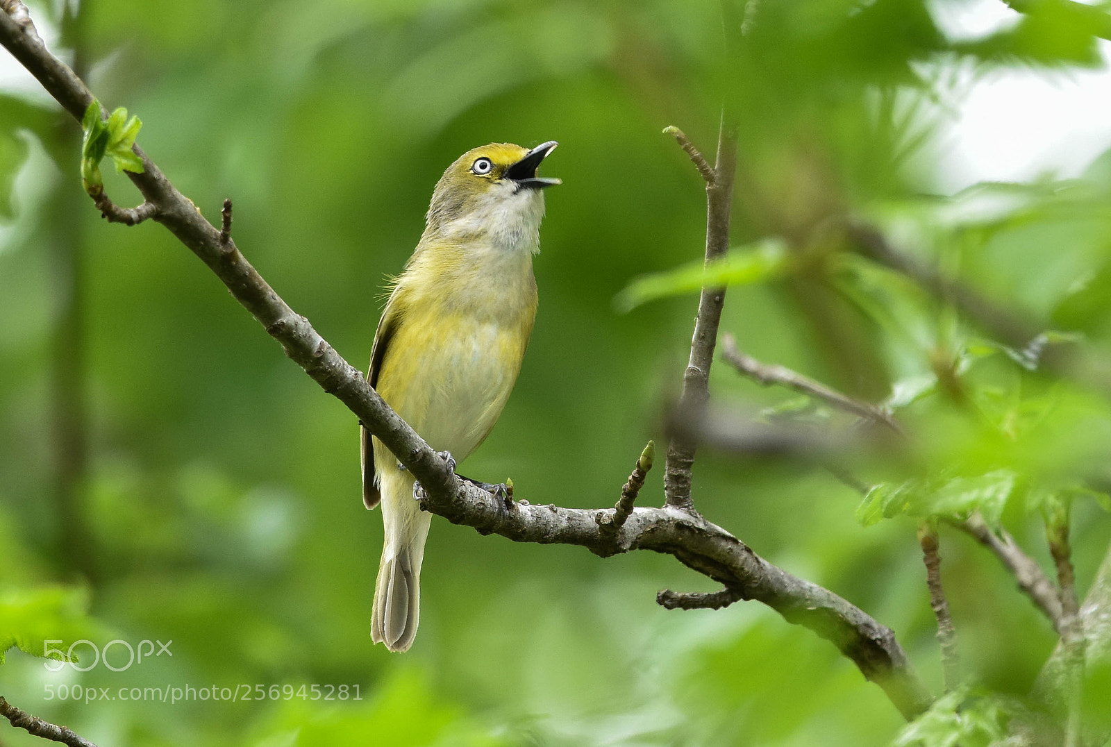 Nikon D3400 sample photo. Wetland vocalist photography