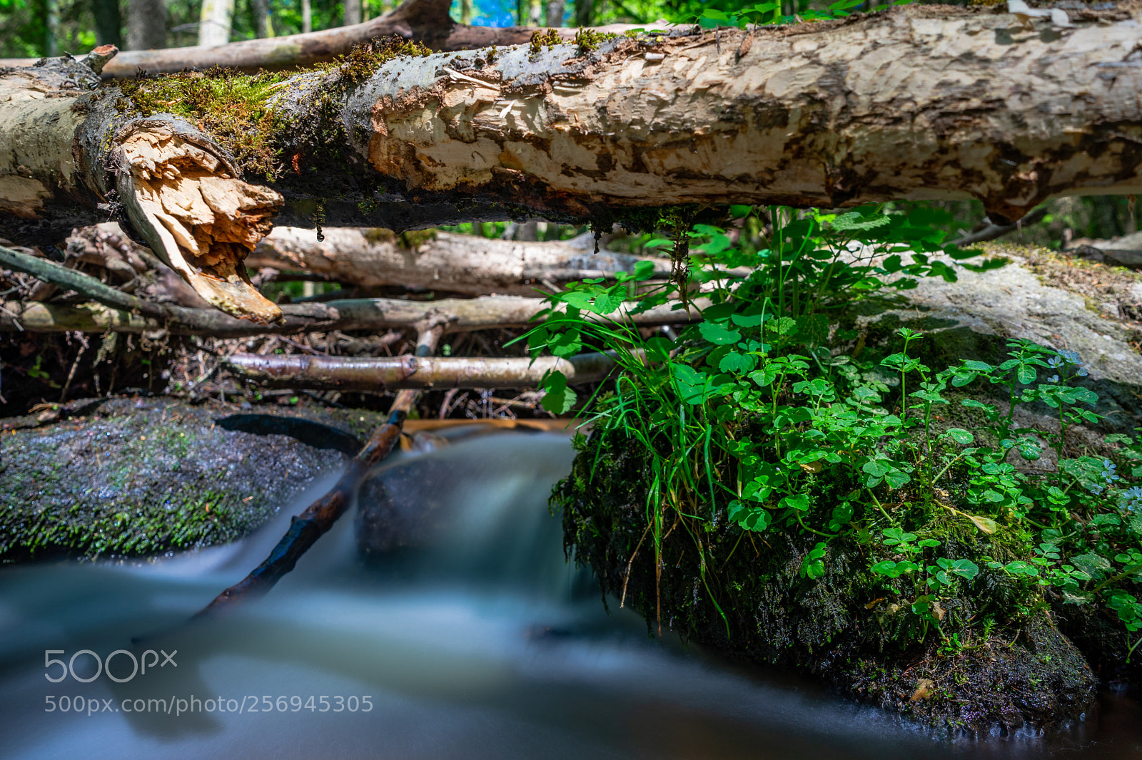 Sony a7 sample photo. Mr. beaver has worked photography