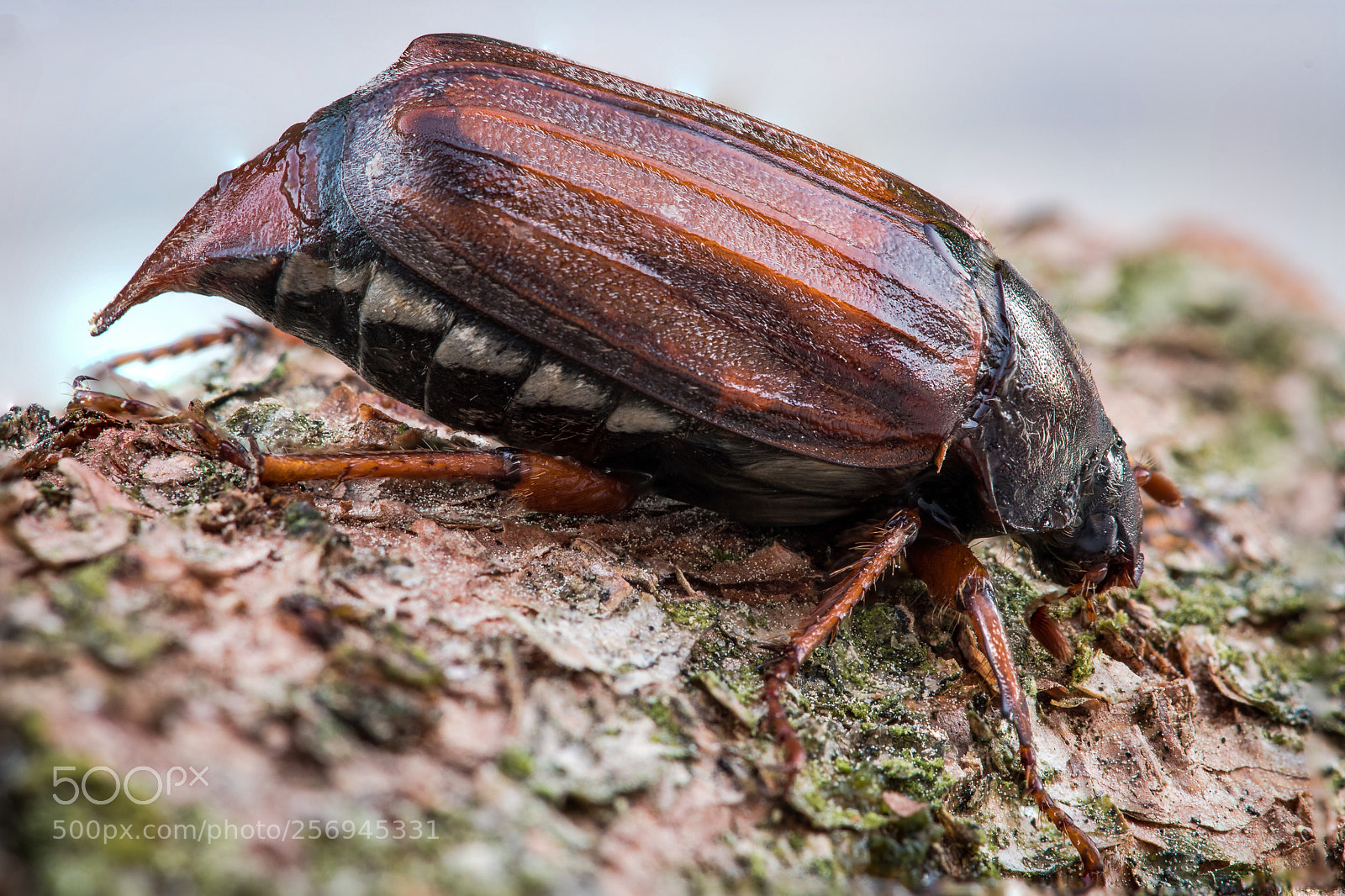 Nikon D7500 sample photo. Maikäfer - cockchafer photography