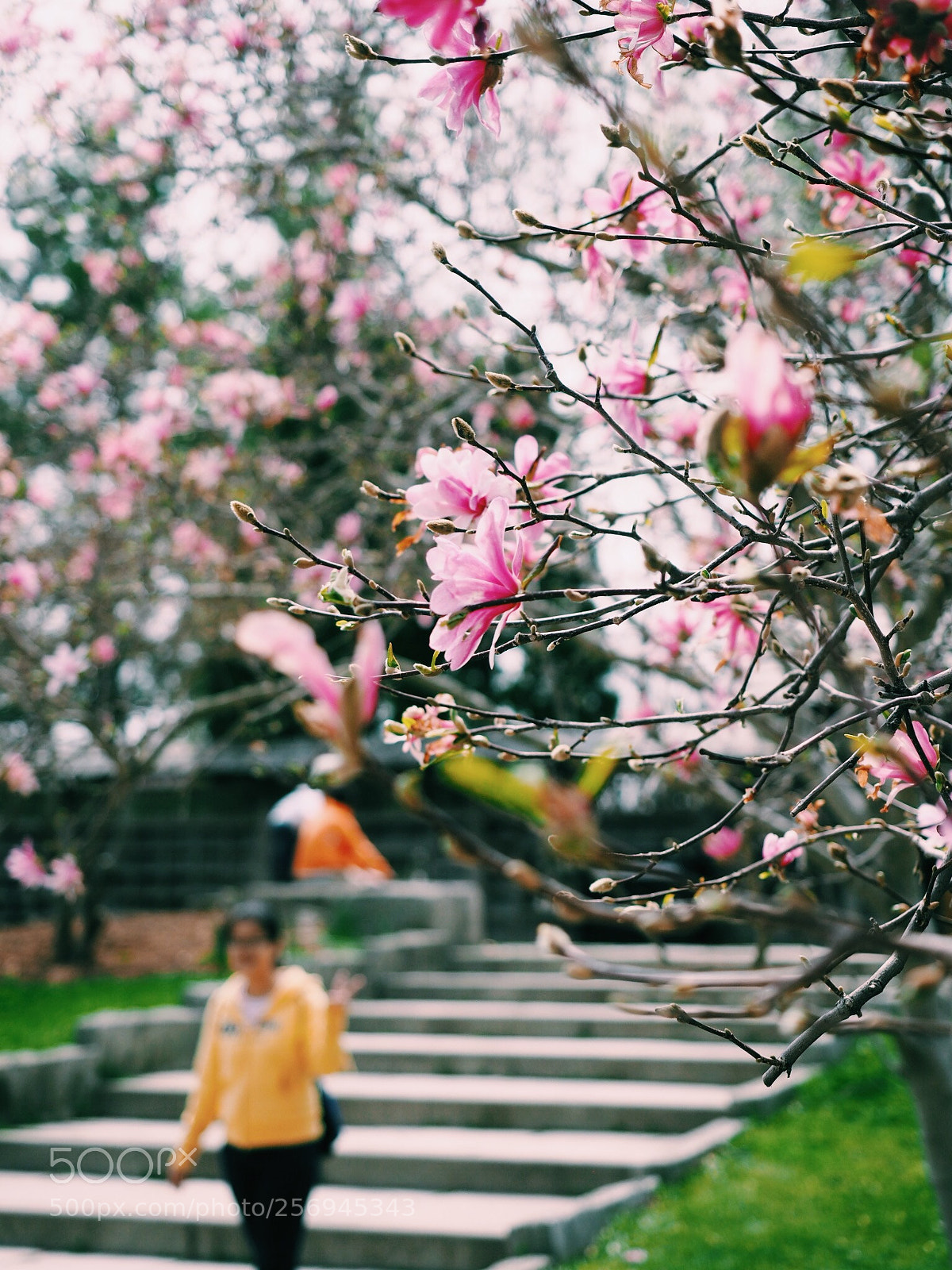 Olympus OM-D E-M5 II sample photo. Spring photography