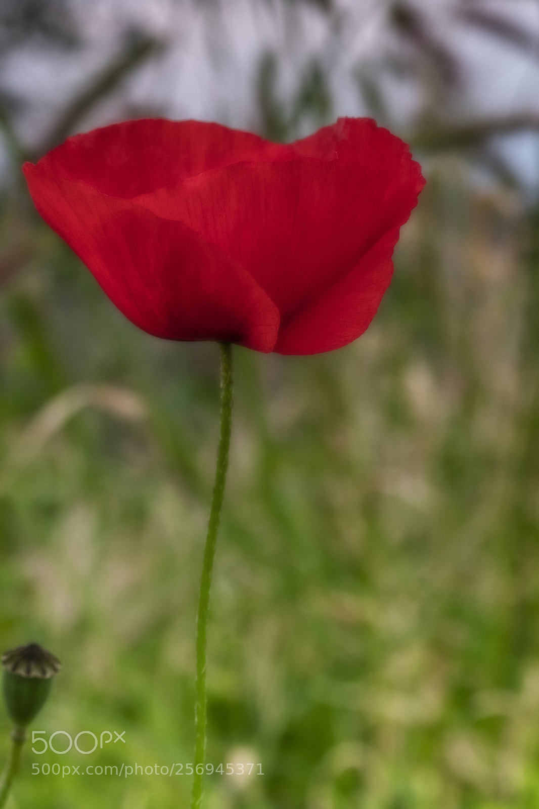 Canon EOS-1D X Mark II sample photo. Papavero photography