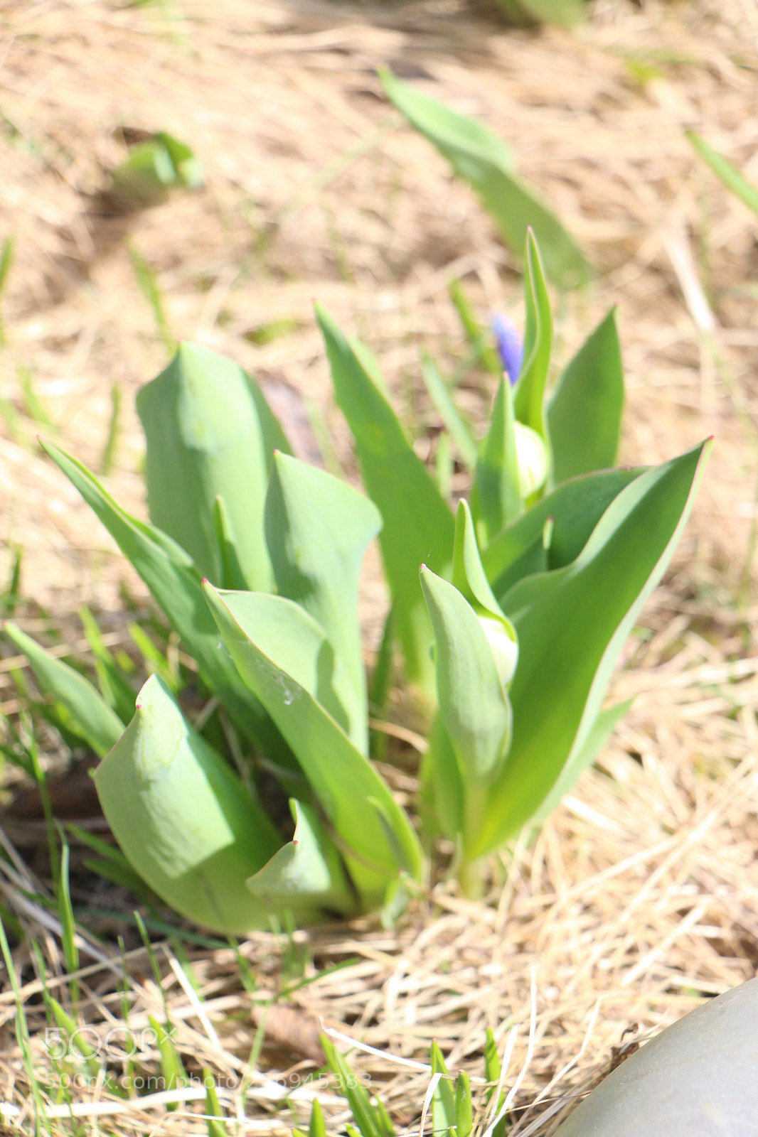 Canon EOS 700D (EOS Rebel T5i / EOS Kiss X7i) sample photo. Птици photography