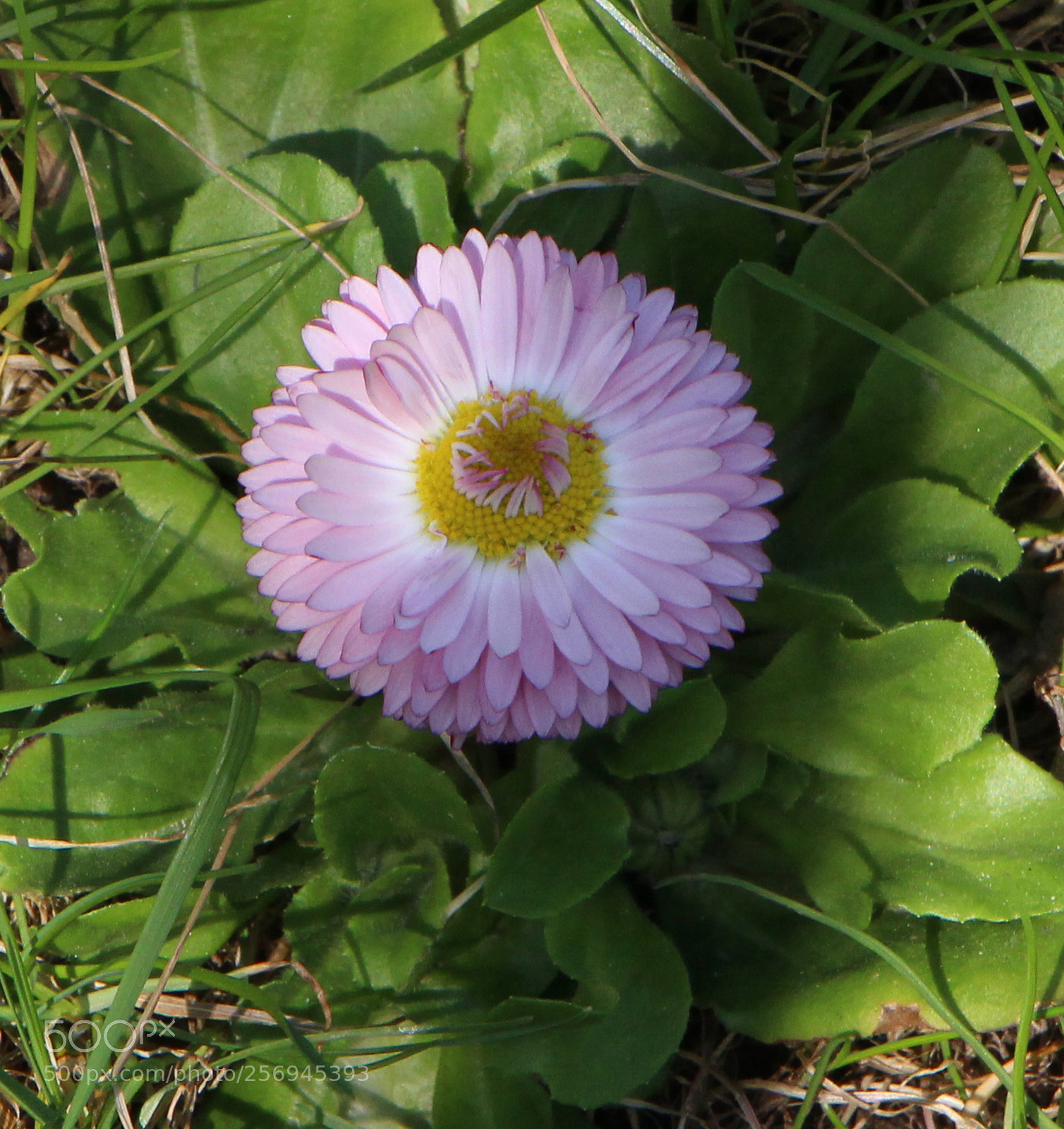 Canon EOS 700D (EOS Rebel T5i / EOS Kiss X7i) sample photo. Птици photography