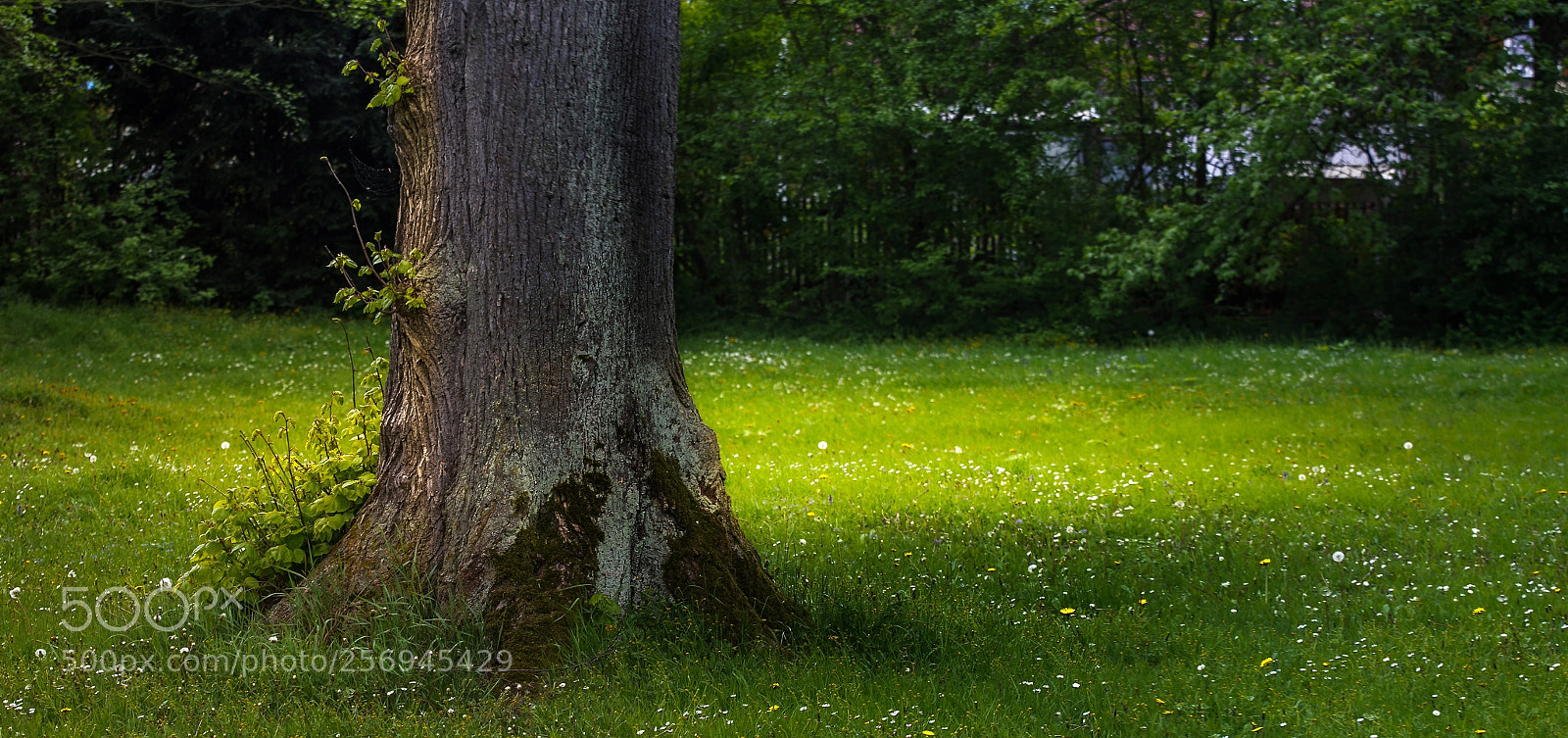 Canon EOS 60D sample photo. Evening sun in the photography