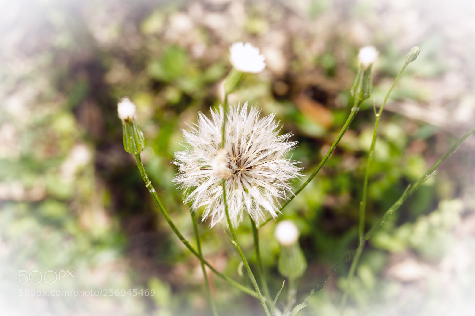Sony a6000 sample photo. Weed may photography