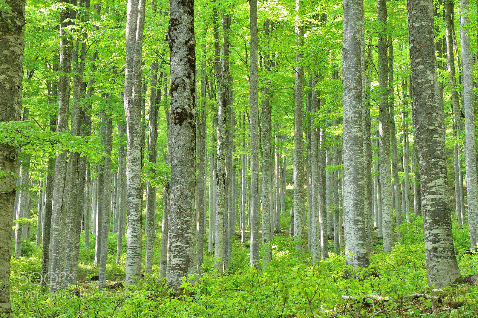 Nikon D3200 sample photo. The green forest photography