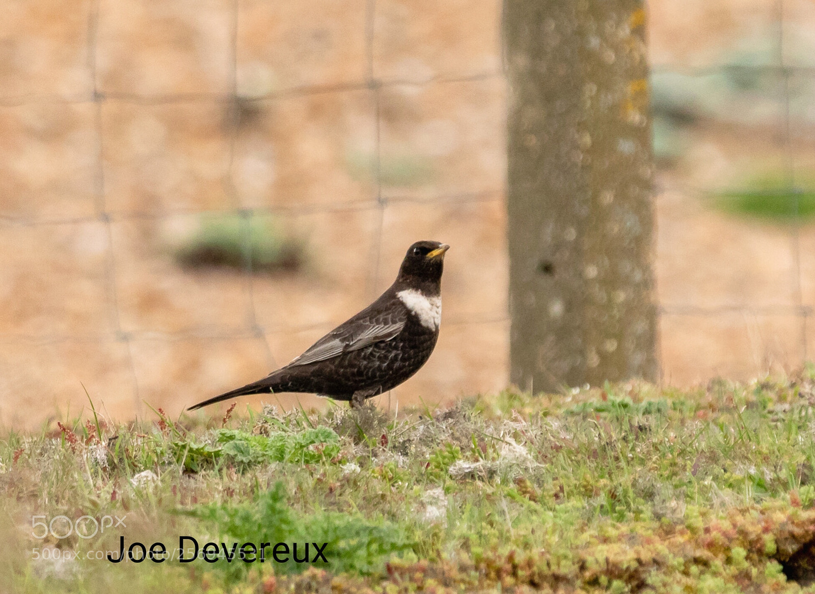 Canon EOS 7D Mark II sample photo. Ring ouzel photography