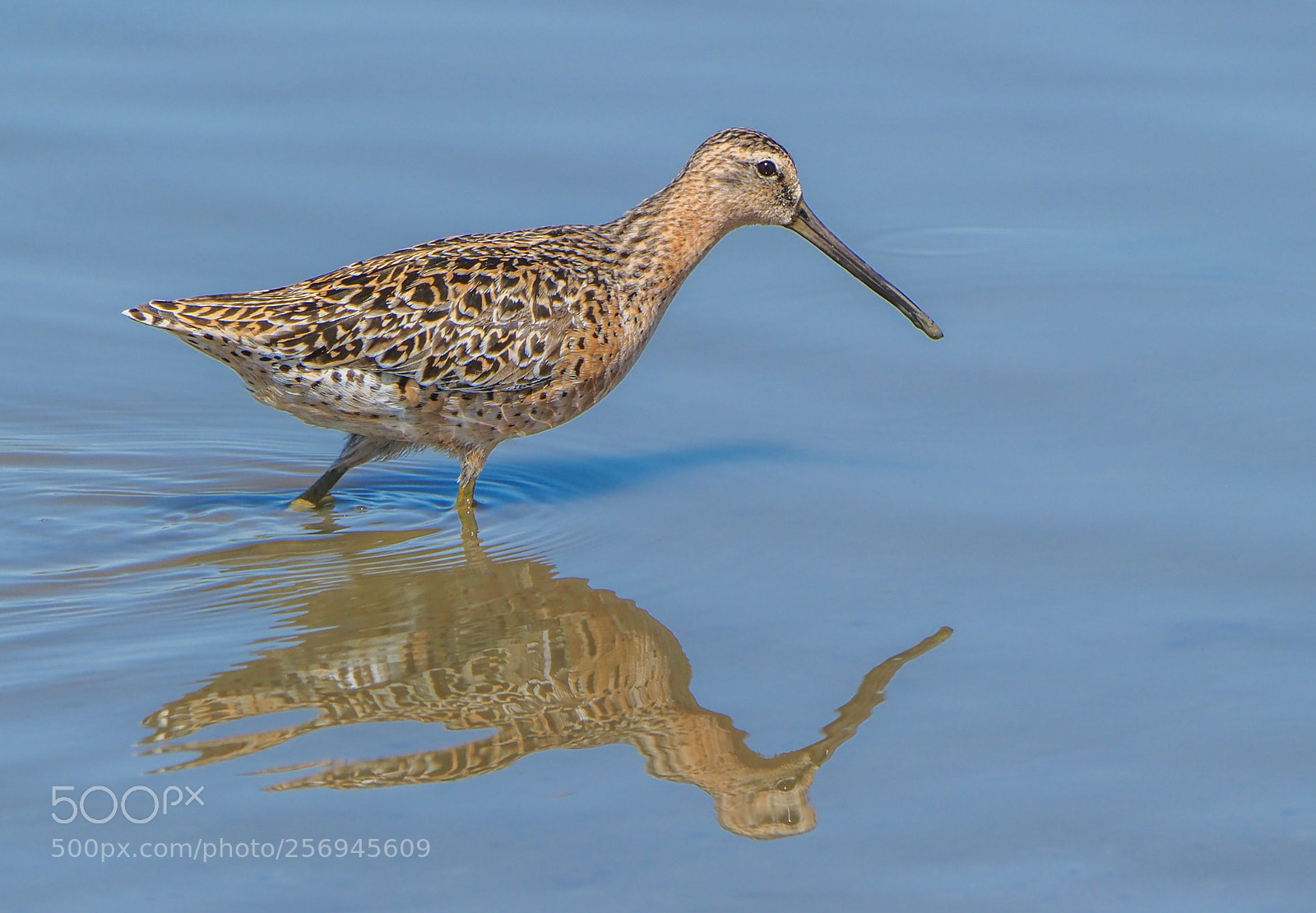 Olympus OM-D E-M1 Mark II sample photo. Bird photography