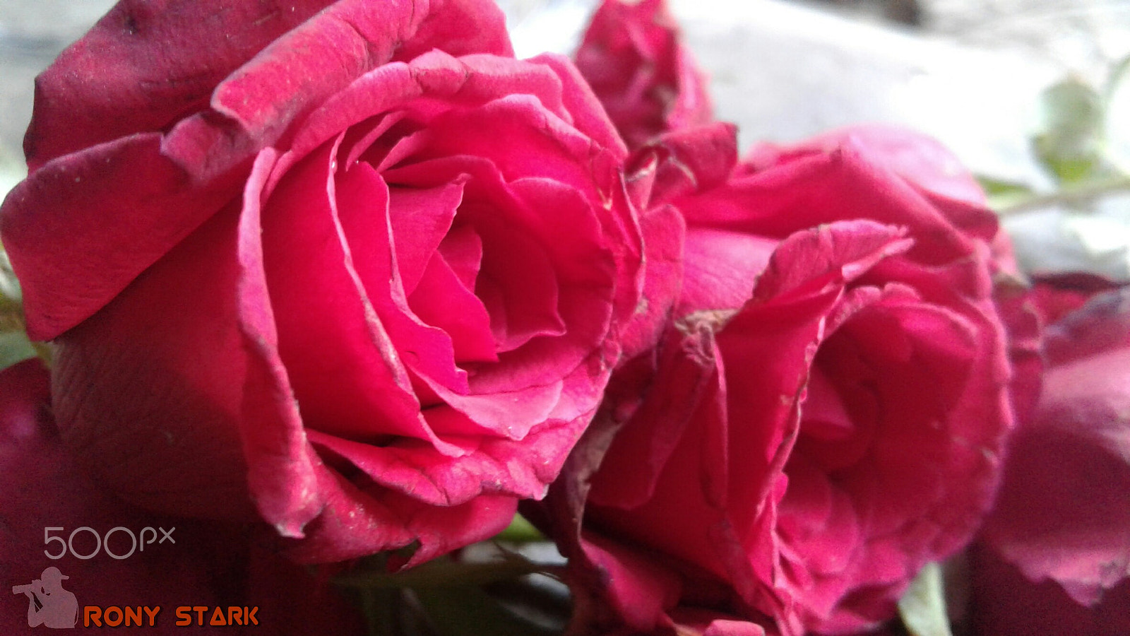 Samsung Galaxy J2 sample photo. Pink rose photography