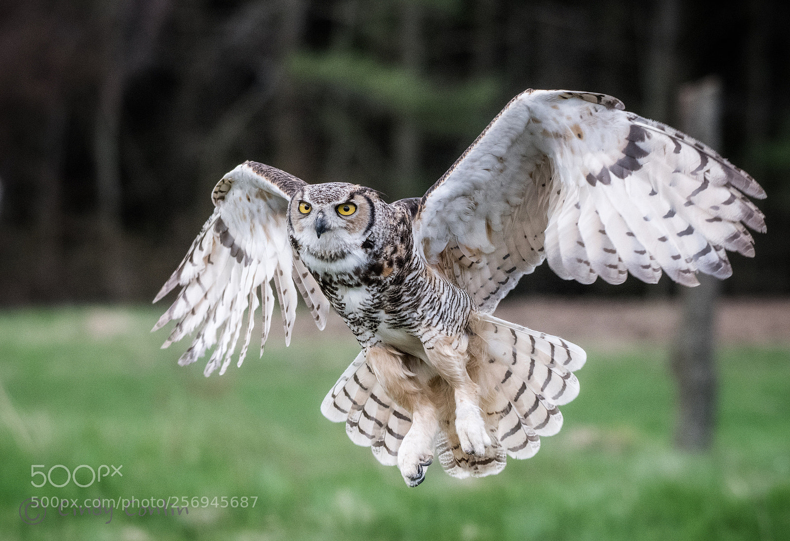 Nikon D850 sample photo. Great horned owl landing photography
