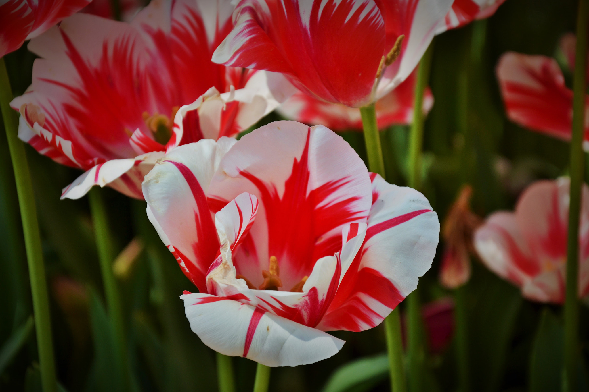 Nikon D3100 sample photo. Tulip photography