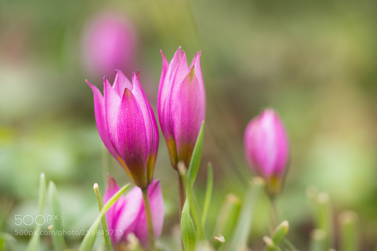 Nikon D500 sample photo. Pink summer photography