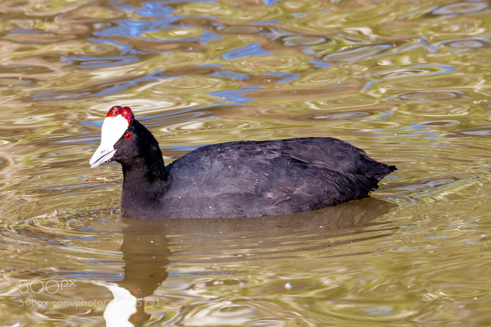 Canon EOS 80D sample photo. Red-knobbed coot photography