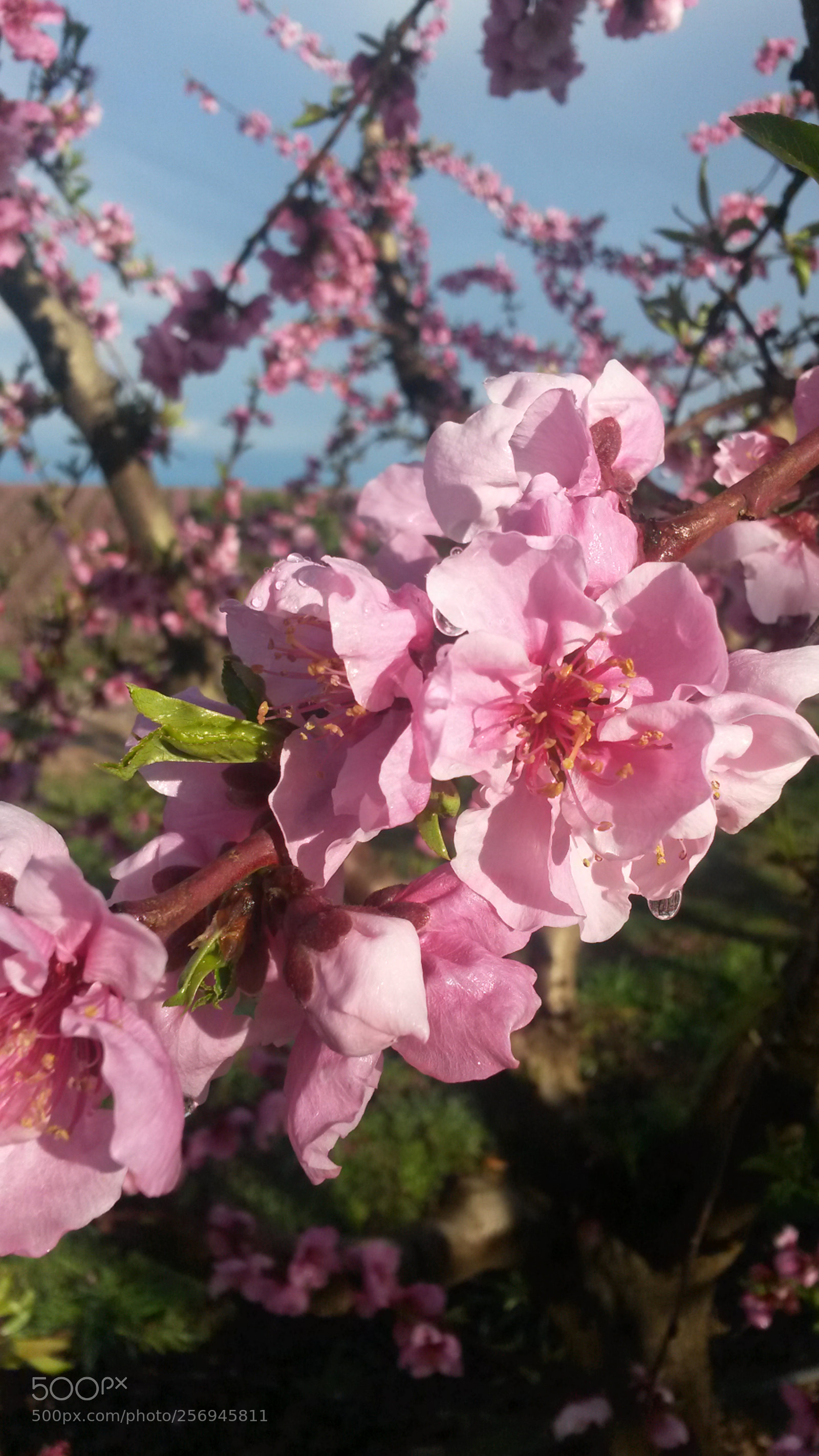 Samsung Galaxy S4 Mini sample photo. Peach trees flowers in photography