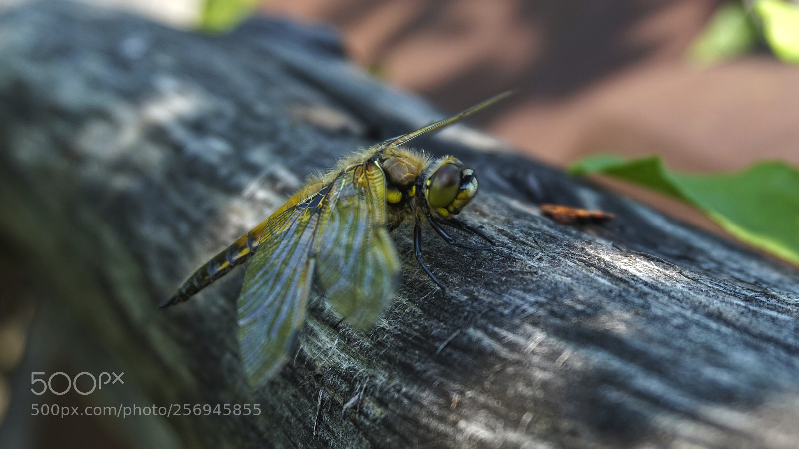 Sony Alpha a5000 (ILCE 5000) sample photo. Dragonfly photography