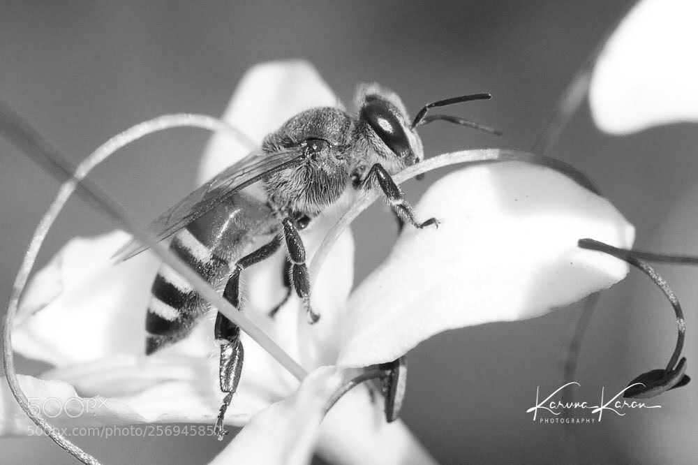 Sony a99 II sample photo. Being a bee !! photography