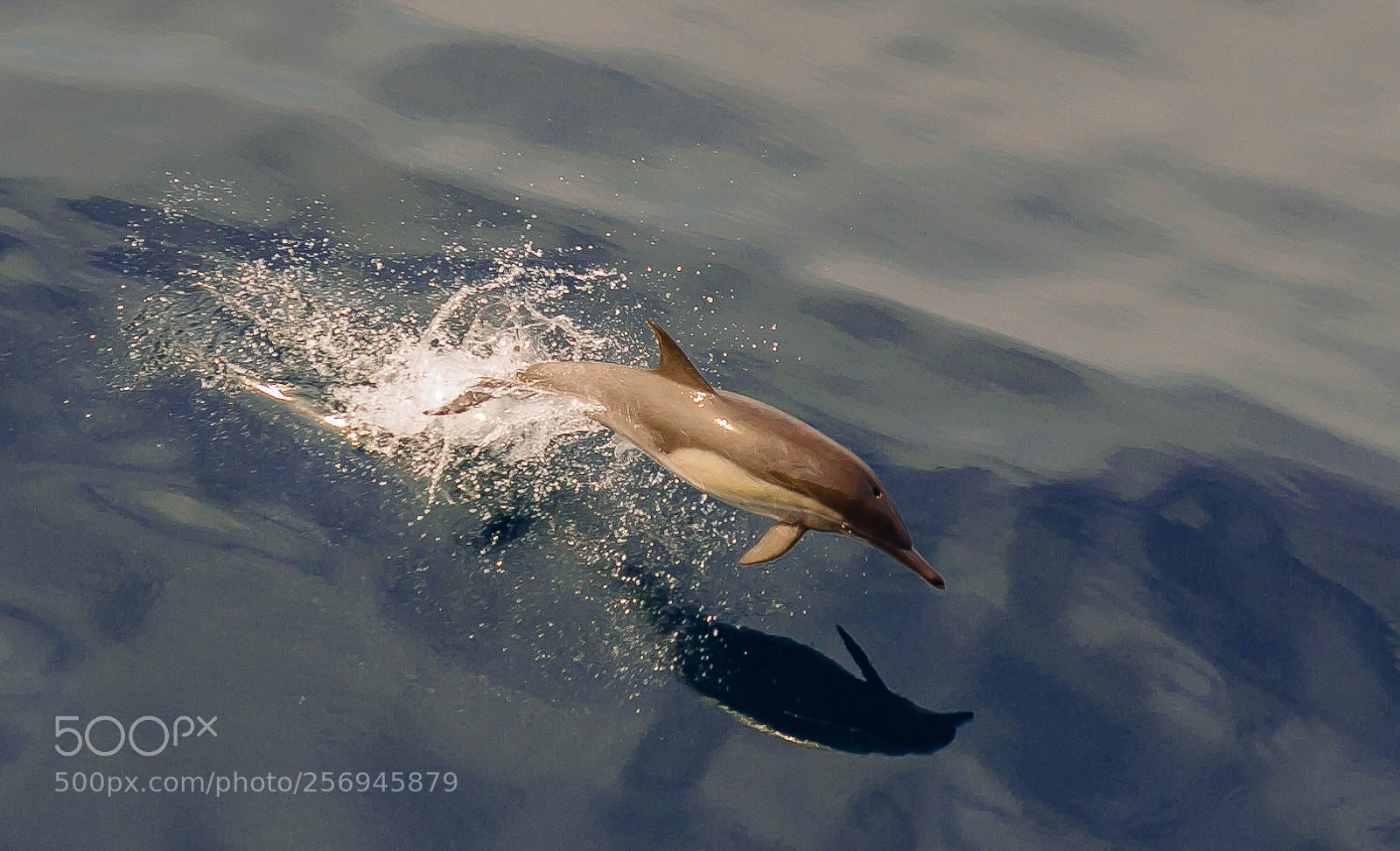 Nikon D5100 sample photo. Dolphin photography