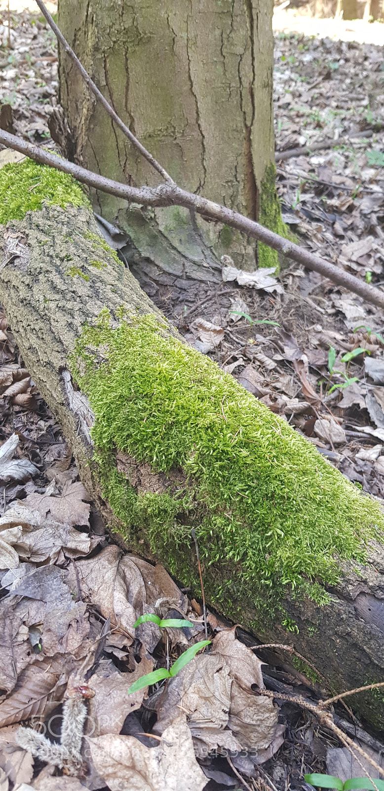 Samsung Galaxy S8+ sample photo. Untitled photography