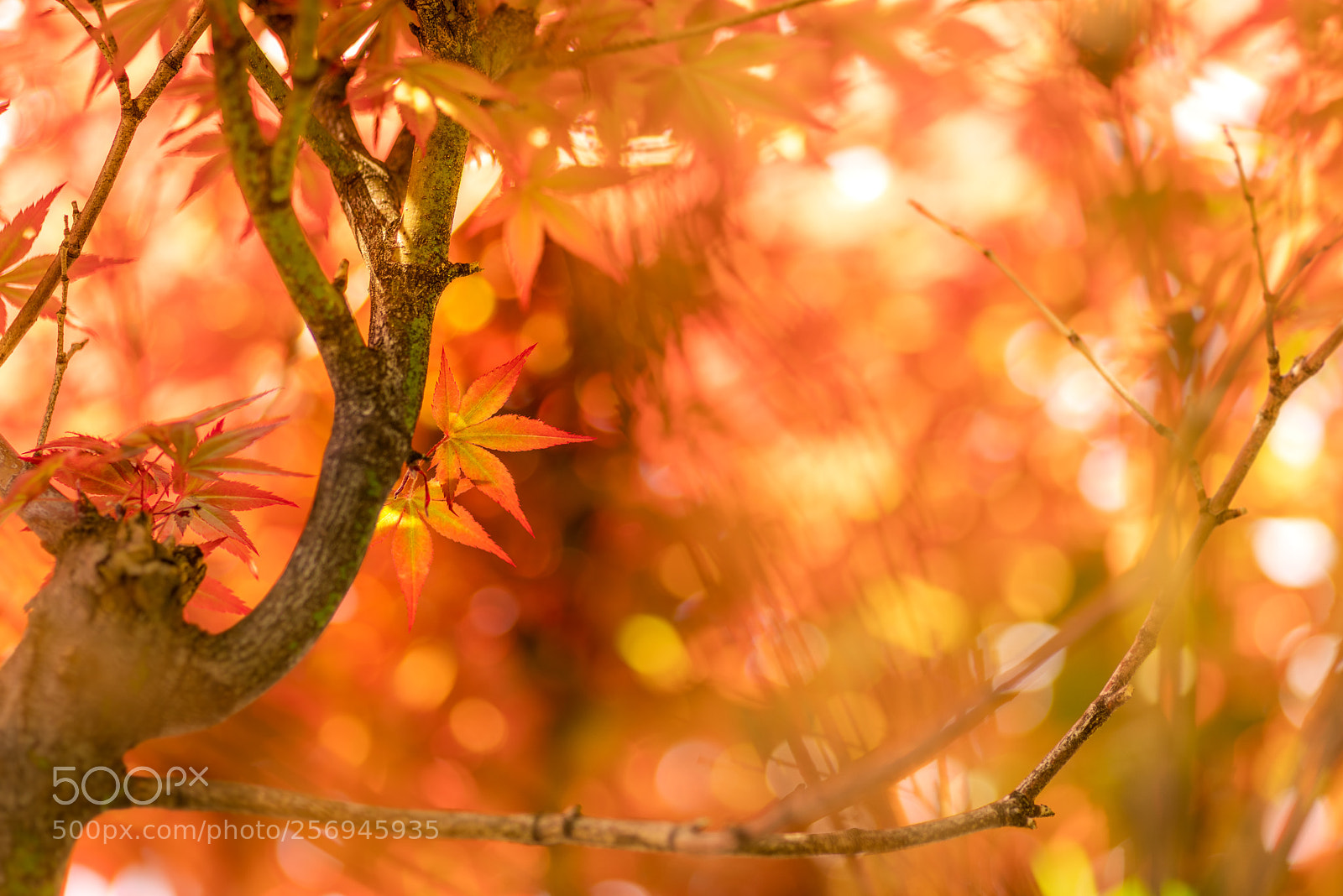 Pentax K-1 sample photo. Maple photography