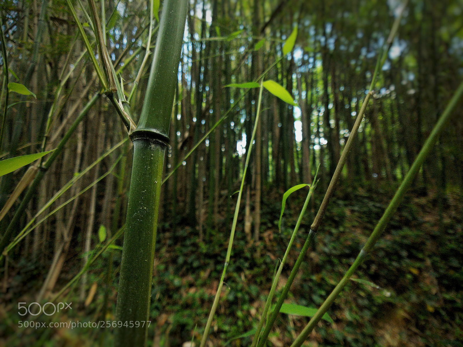 Google Pixel 2 sample photo. Edge of the bamboo photography