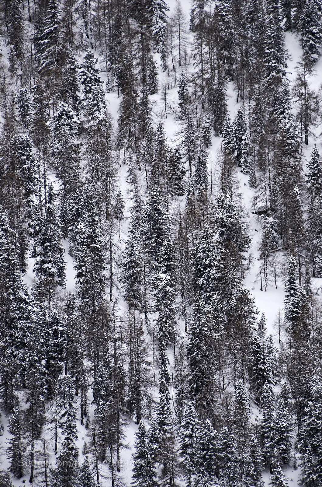 Nikon D7000 sample photo. Snowy trees pattern #3 photography