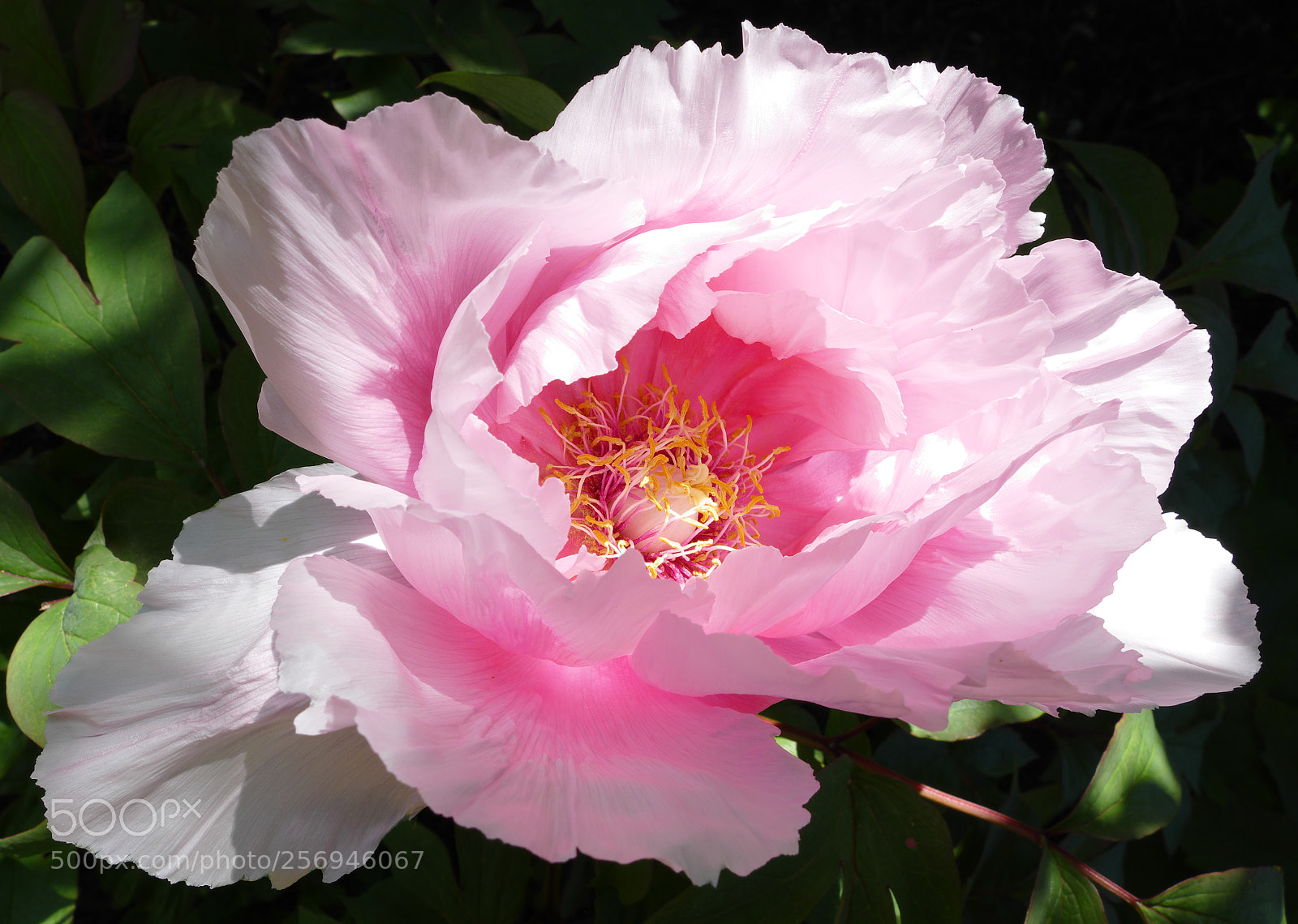 Panasonic Lumix DMC-FZ1000 sample photo. Pink and white flower photography