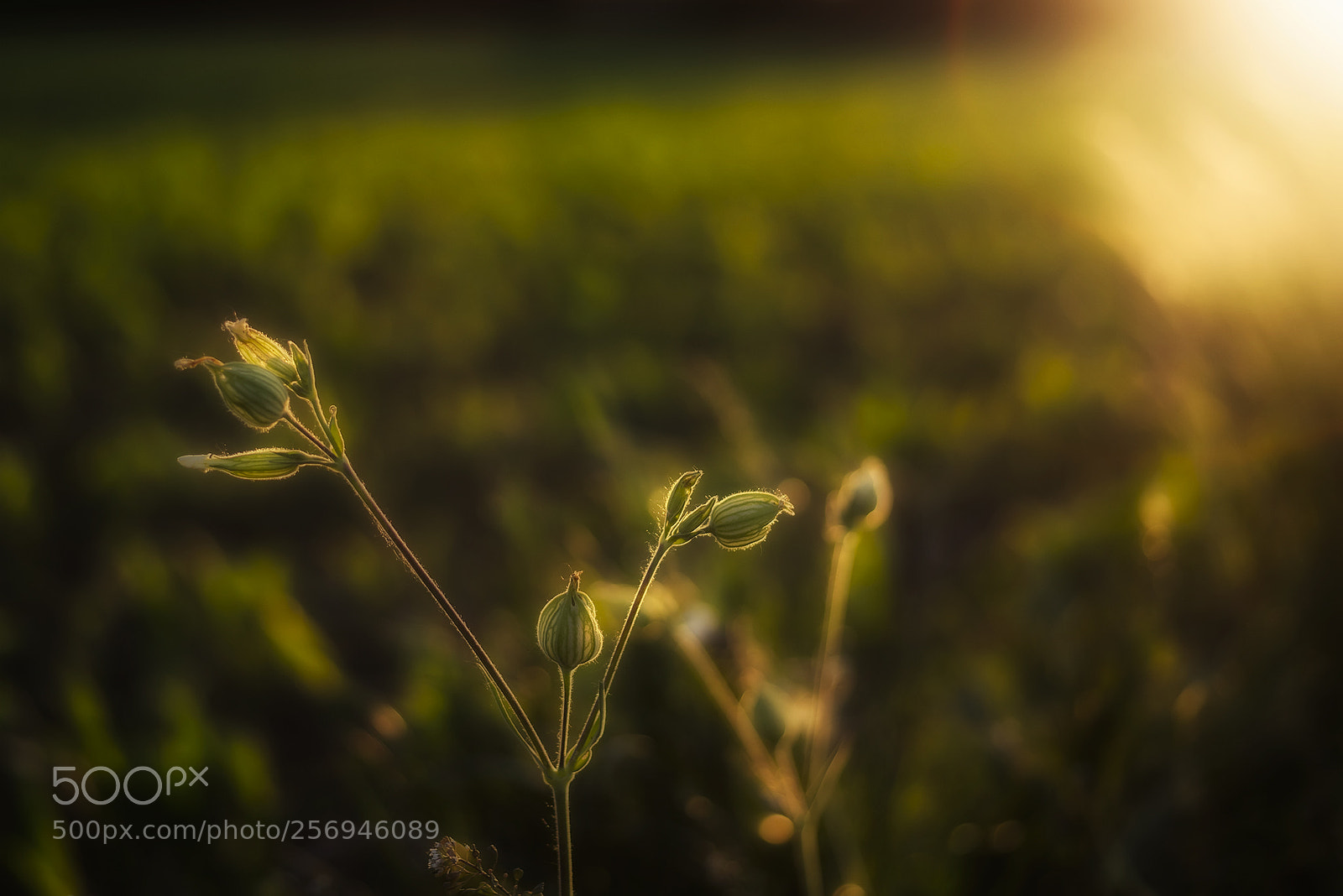 Nikon D810 sample photo. Along the way photography