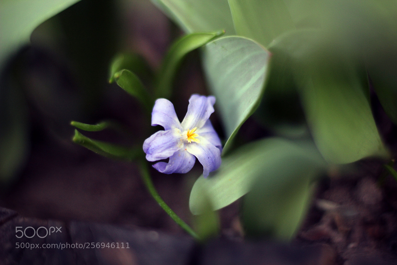 Canon EOS 1200D (EOS Rebel T5 / EOS Kiss X70 / EOS Hi) sample photo. Violet flower photography