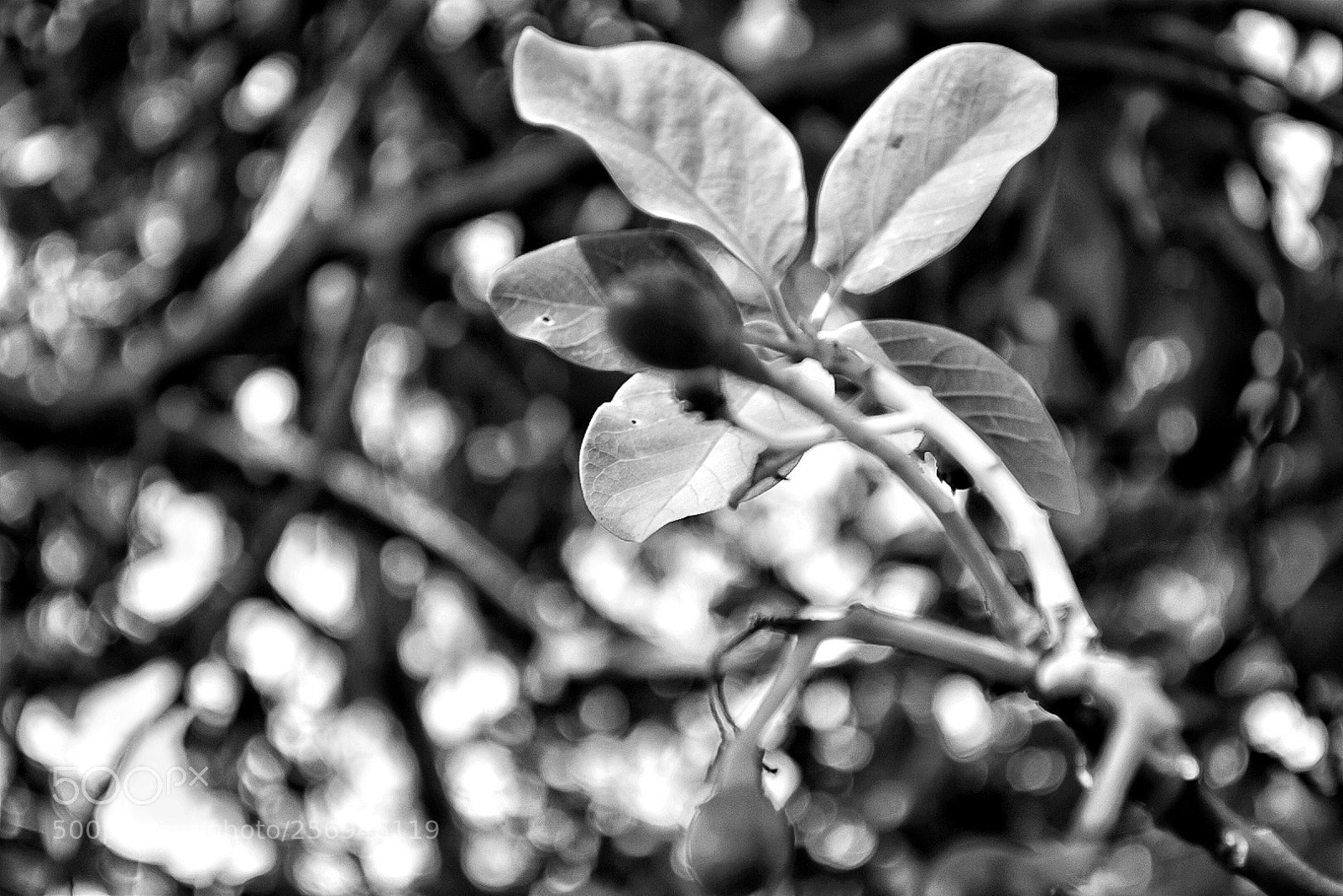 Nikon D5500 sample photo. Avocado tree photography