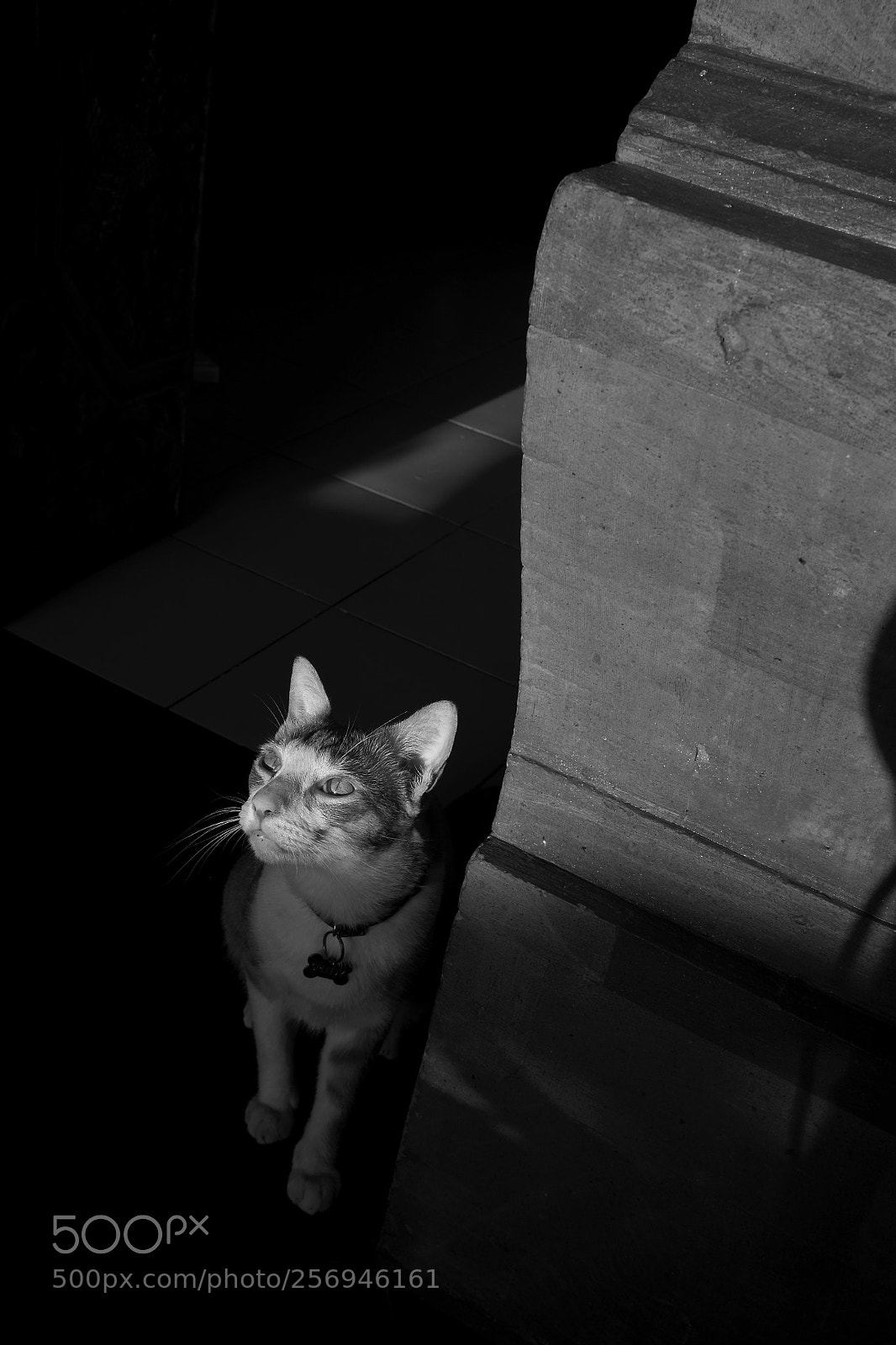 Fujifilm X100S sample photo. Cats of bali photography