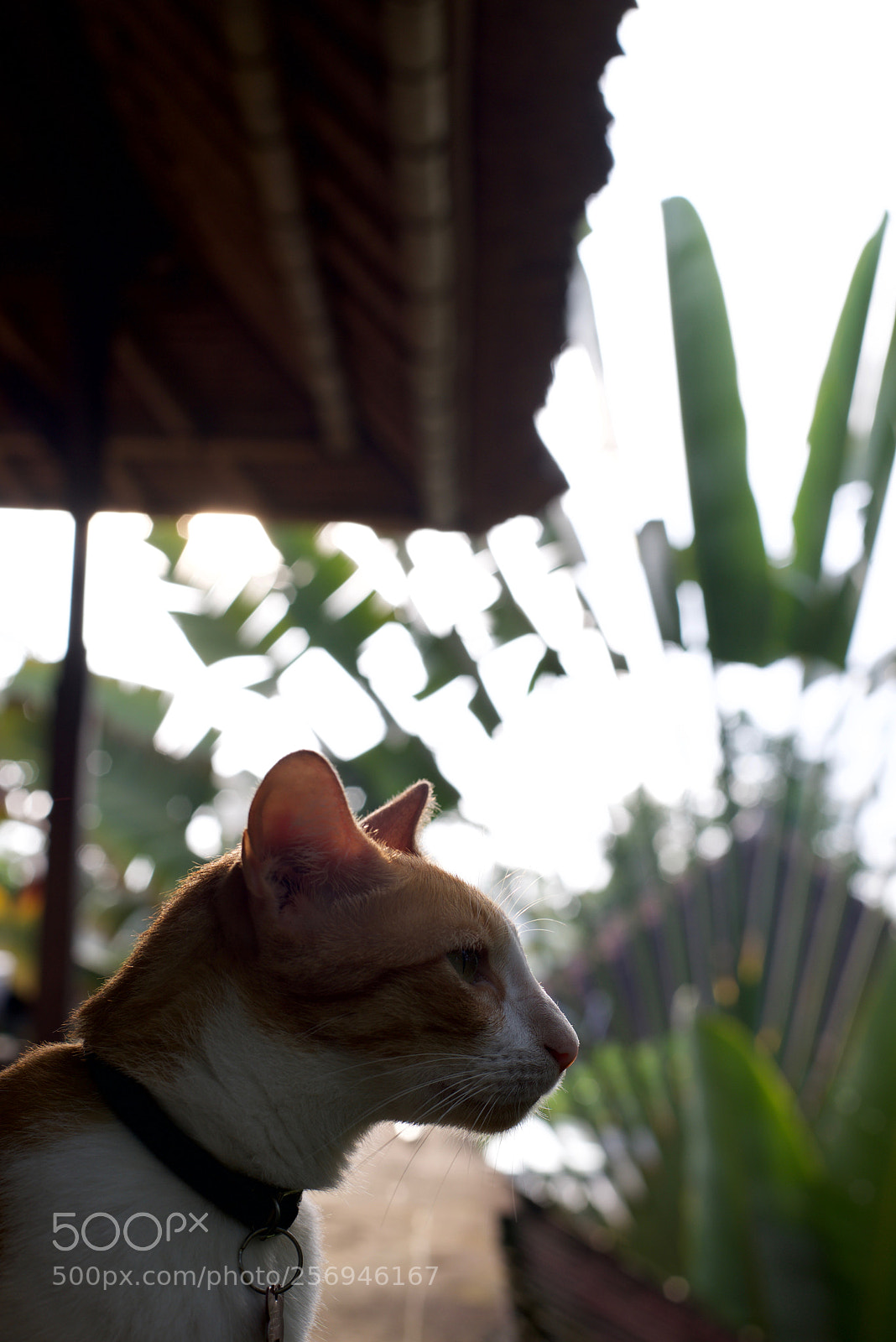 Nikon D610 sample photo. Cats of bali photography