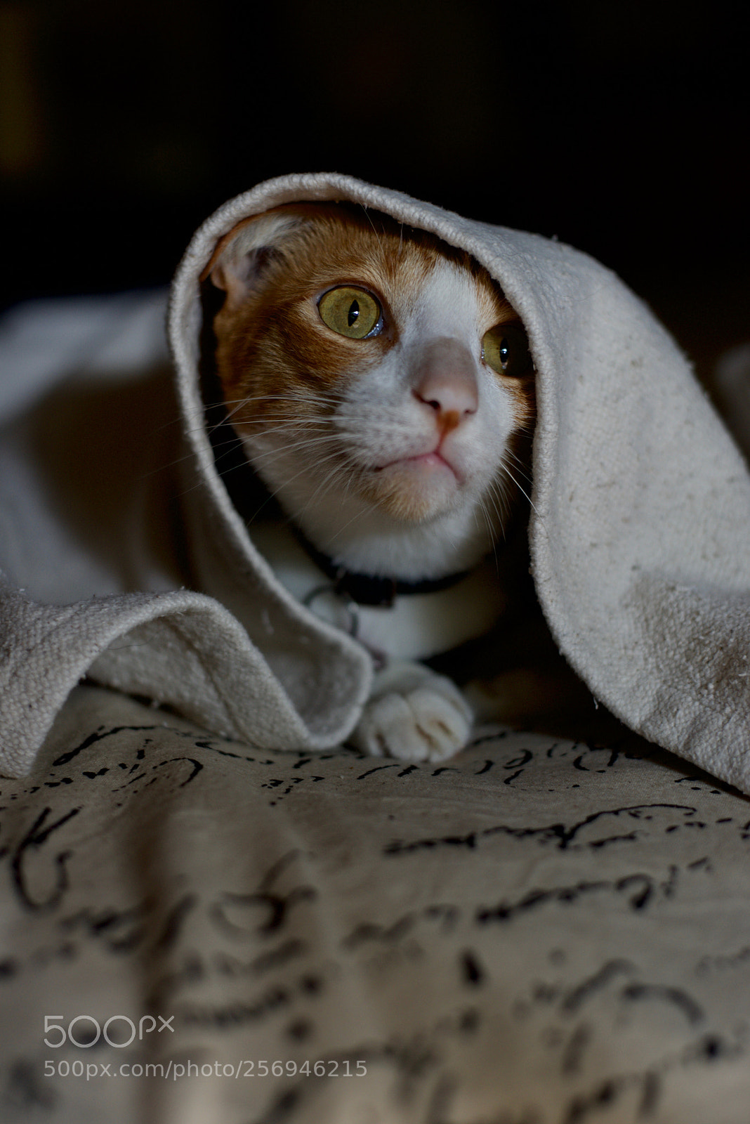 Nikon D610 sample photo. Cats of bali photography