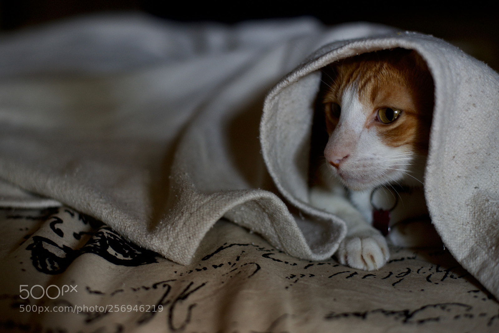 Nikon D610 sample photo. Cats of bali photography