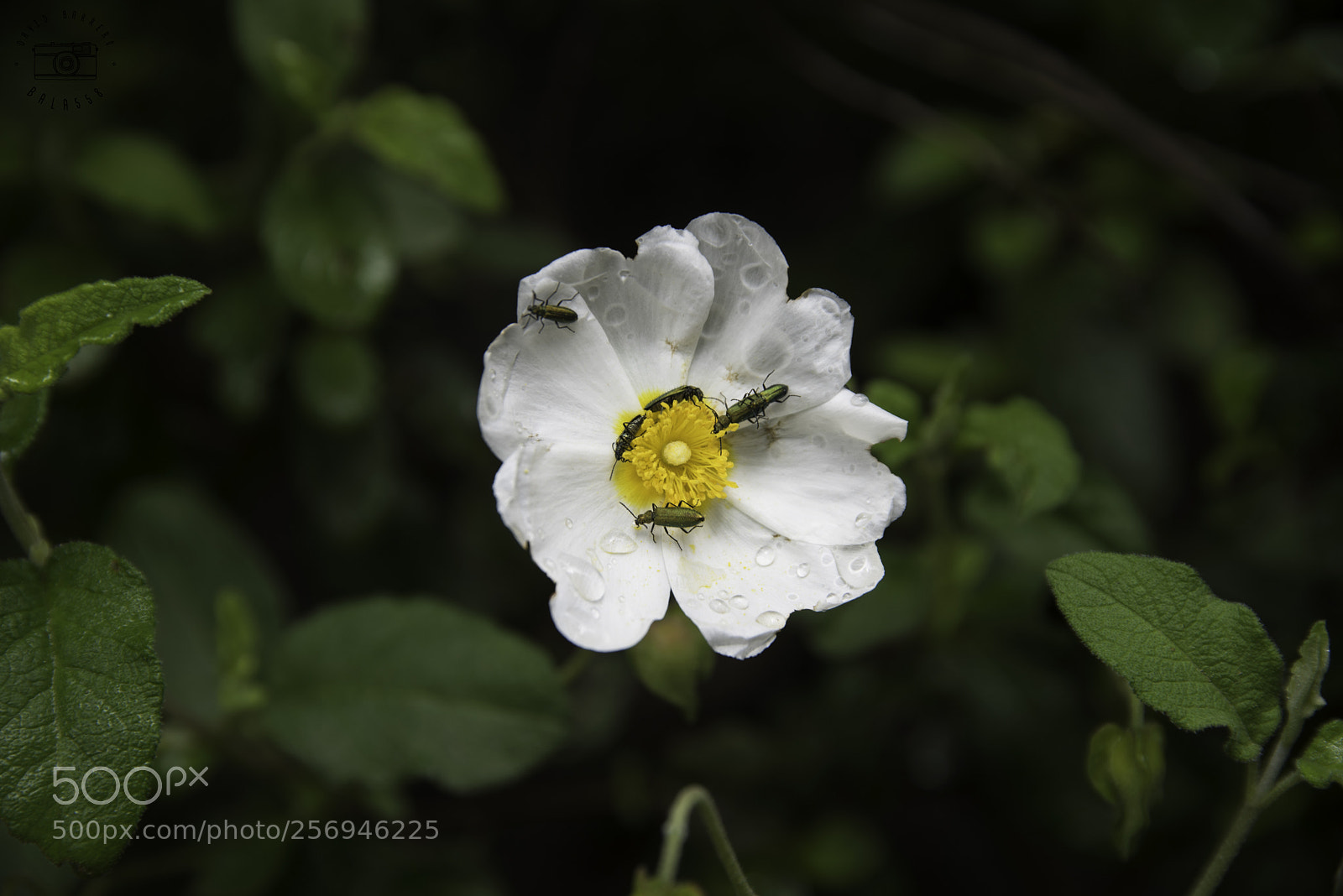 Nikon D750 sample photo. Happy insects photography