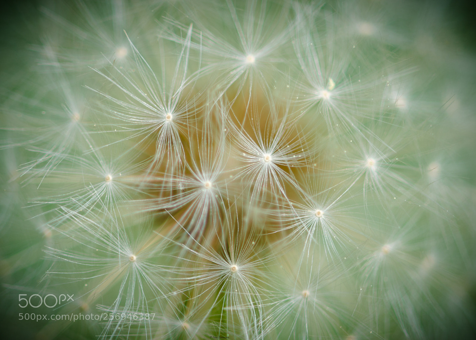 Nikon D7000 sample photo. Pusteblume photography