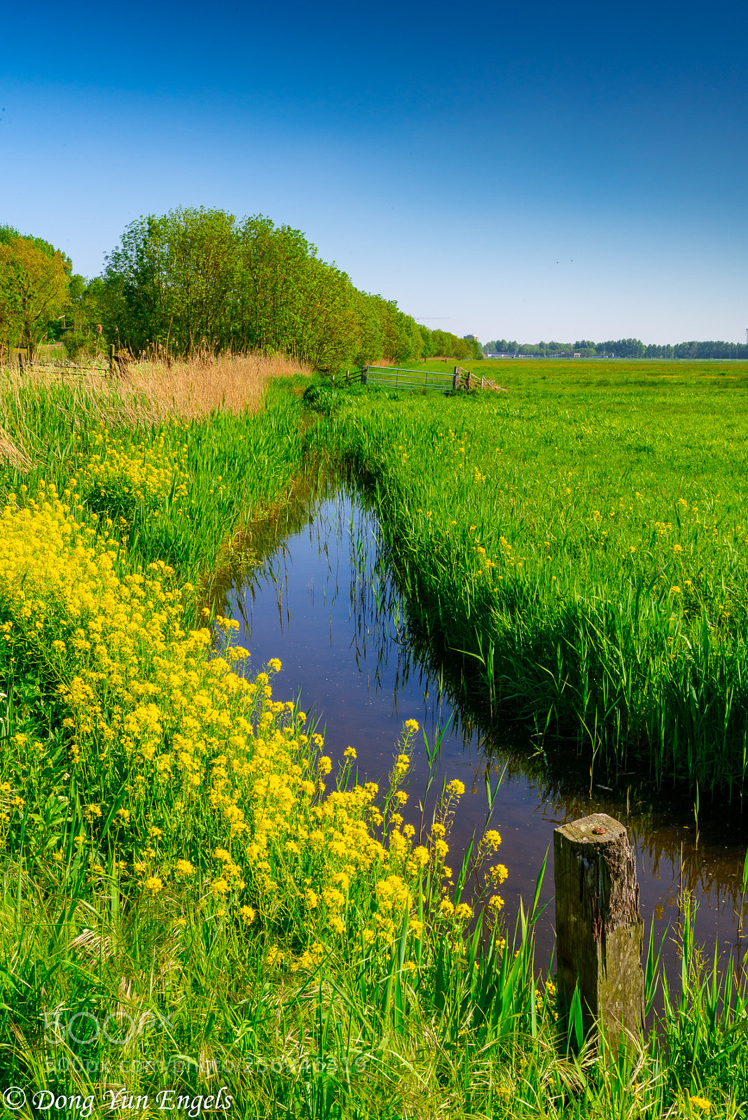 Nikon D750 sample photo. Most beautyful ditch photography