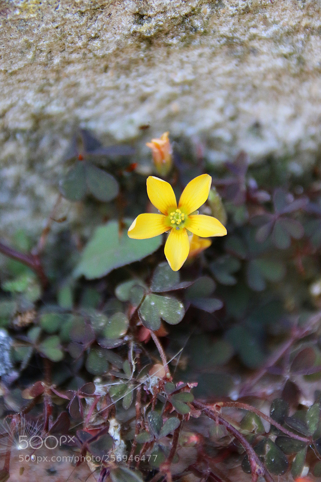 Canon EF 75-300mm F4.0-5.6 IS USM sample photo. Oxalis corniculata var. atropurpurea photography
