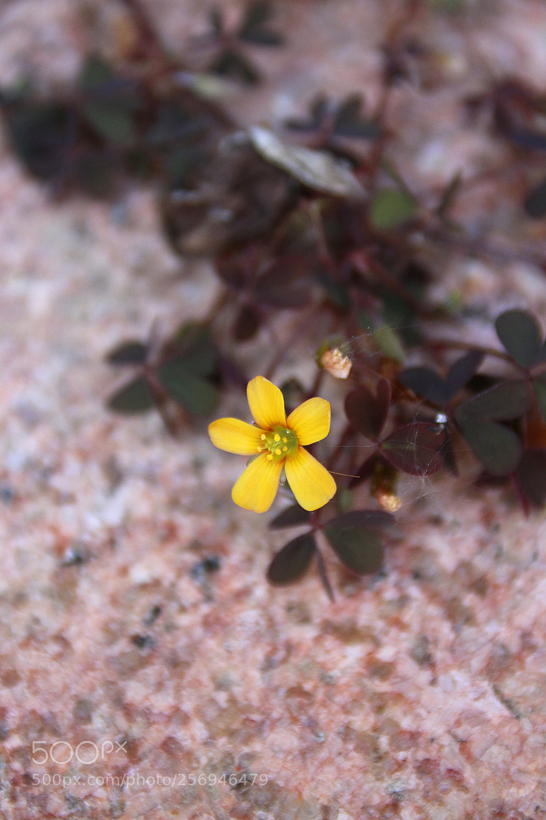 Canon EF 75-300mm F4.0-5.6 IS USM sample photo. Oxalis corniculata var. atropurpurea photography