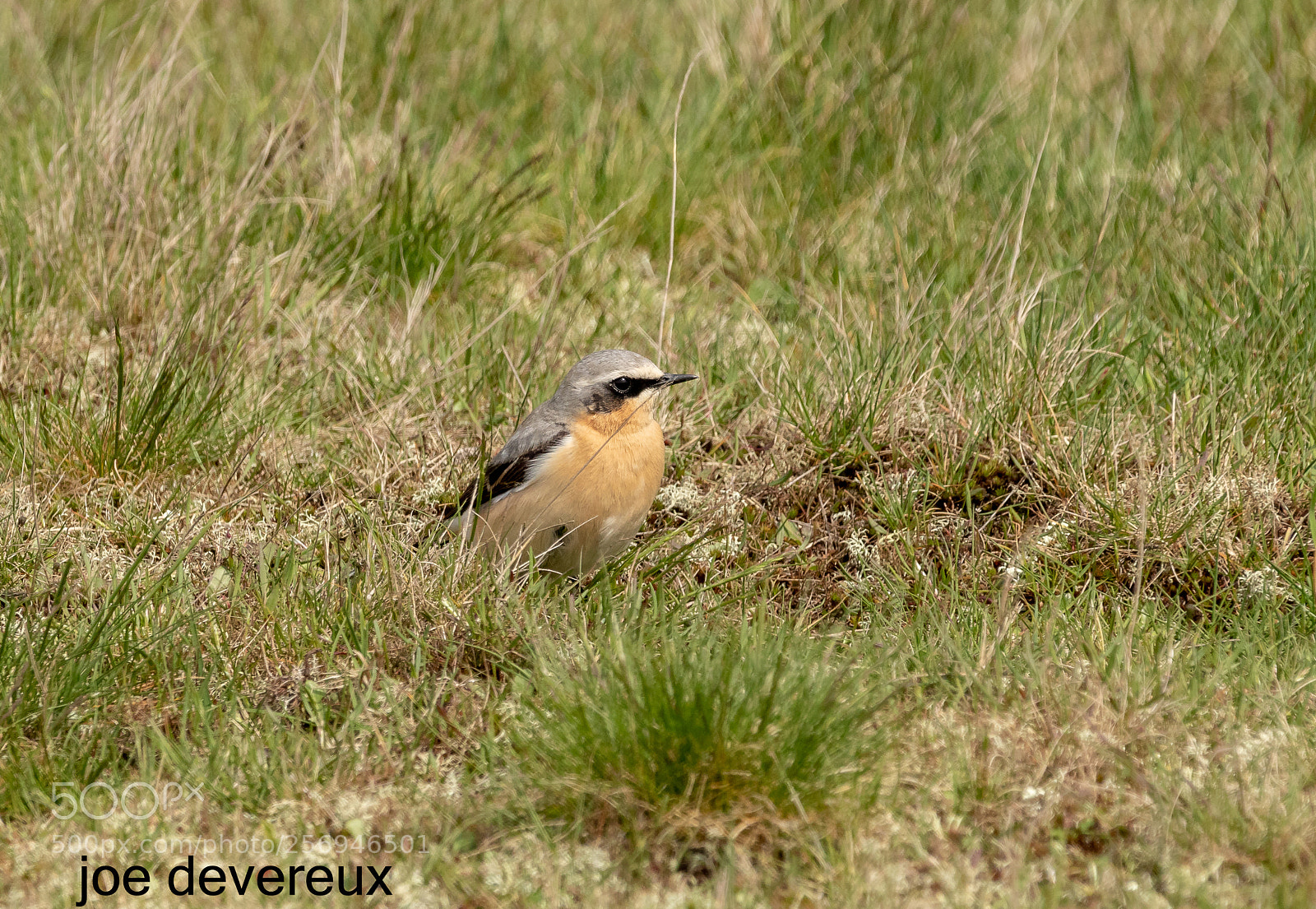 Canon EOS 7D Mark II sample photo. Wheatear photography