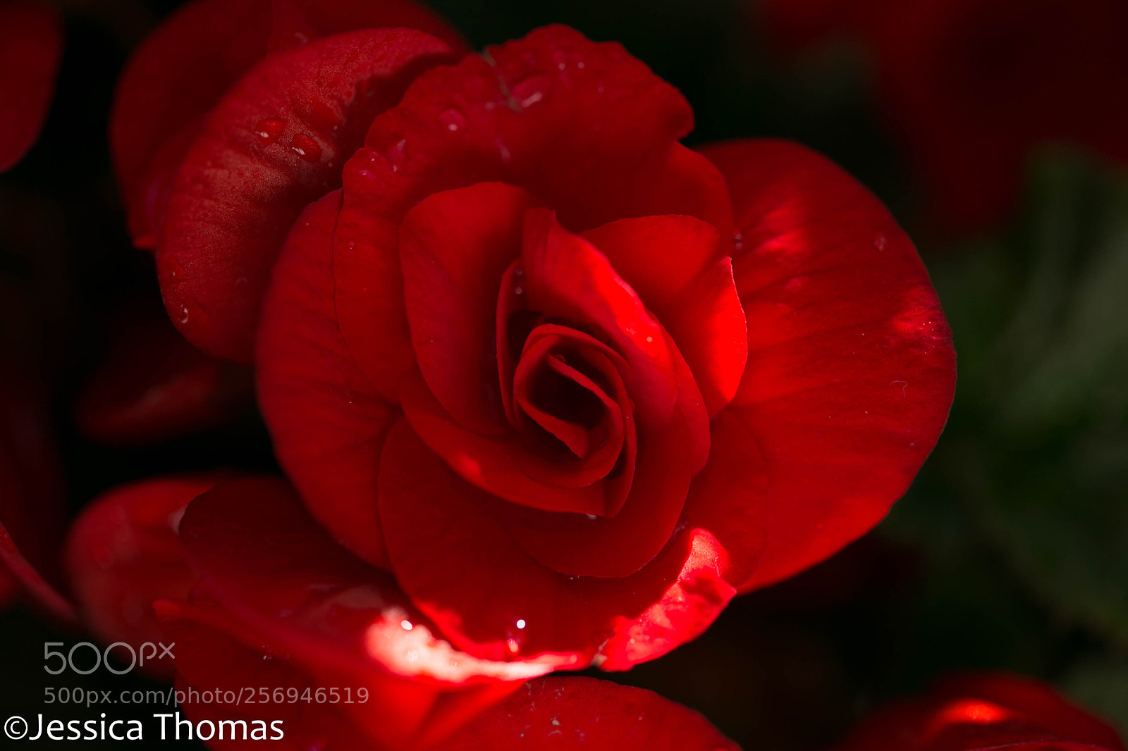 Canon EOS 6D sample photo. Untitled photography