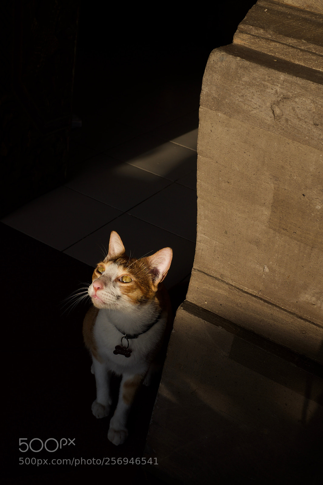 Fujifilm X100S sample photo. Cats of bali photography