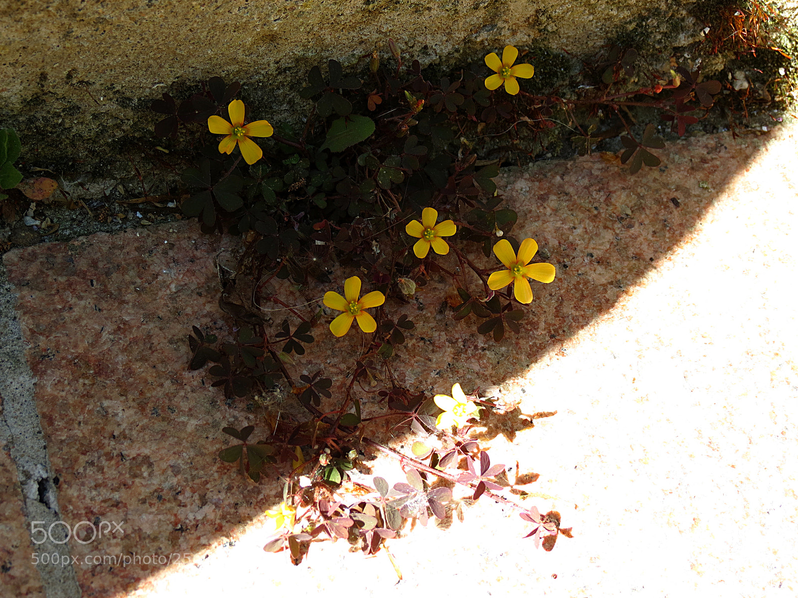 Canon PowerShot SX40 HS sample photo. Oxalis corniculata var. atropurpurea photography