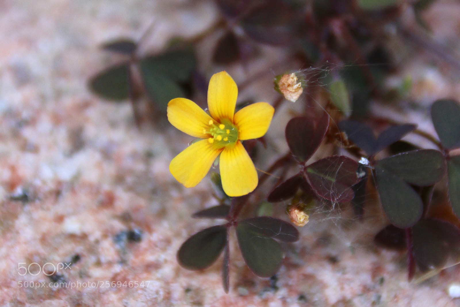 Canon EF 75-300mm F4.0-5.6 IS USM sample photo. Oxalis corniculata var. atropurpurea photography