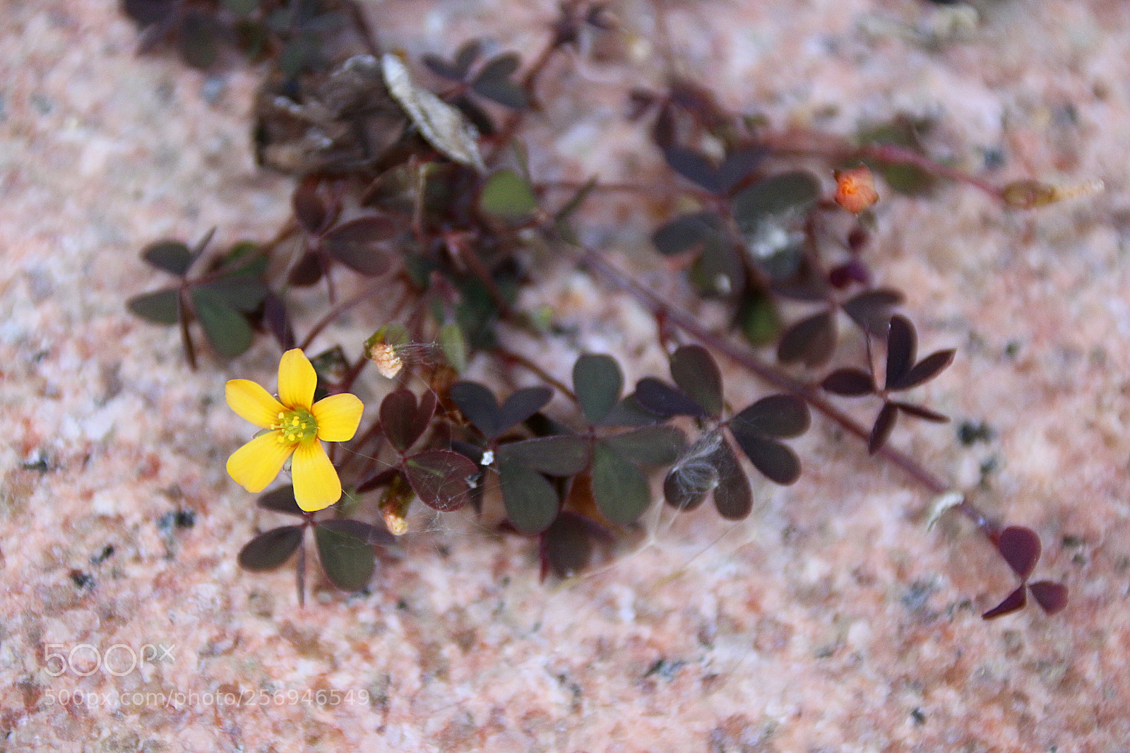 Canon EF 75-300mm F4.0-5.6 IS USM sample photo. Oxalis corniculata var. atropurpurea photography
