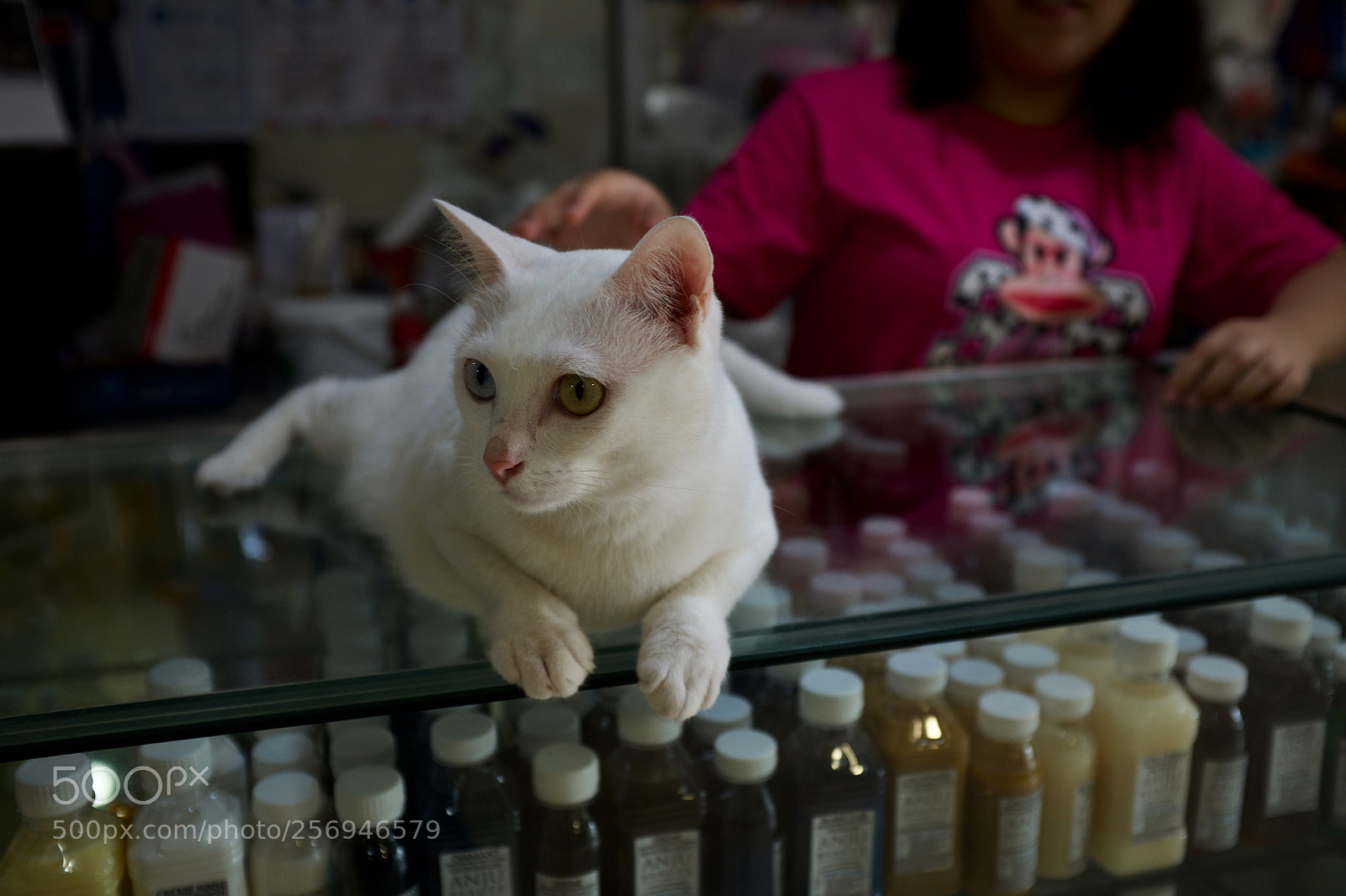 Fujifilm X100S sample photo. Cats of bali photography