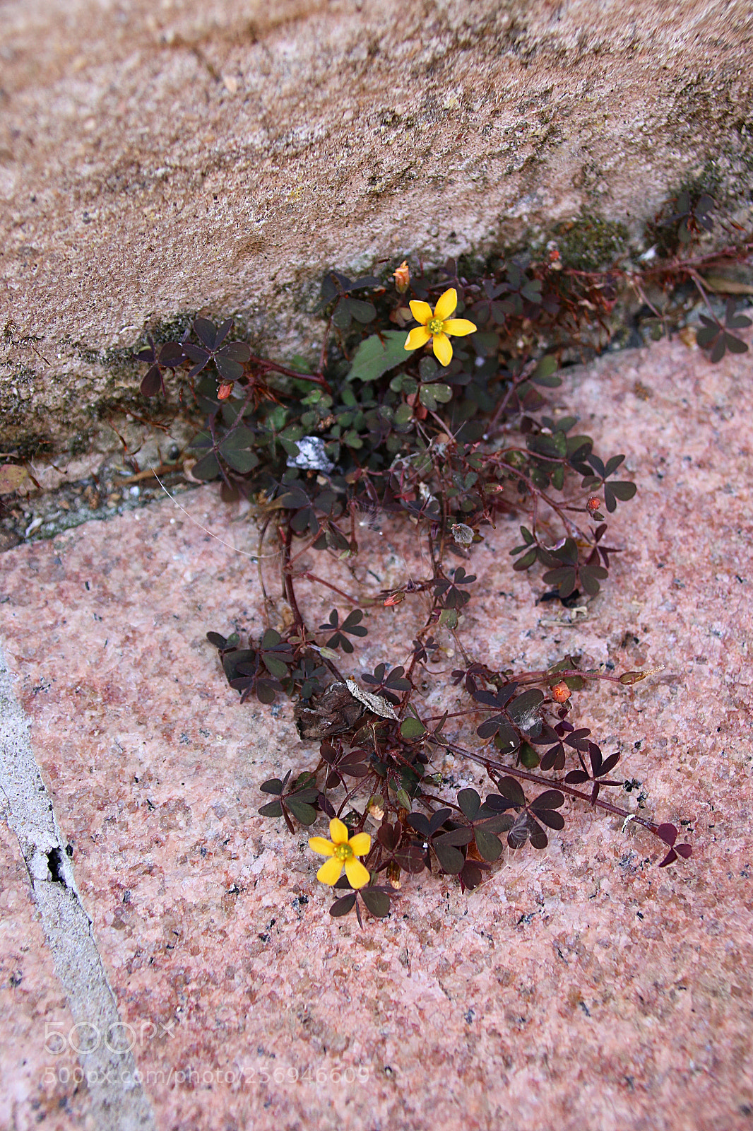 Canon EF 75-300mm F4.0-5.6 IS USM sample photo. Oxalis corniculata var. atropurpurea photography